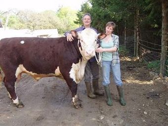 Bed & Breakfast Bridge House Farm