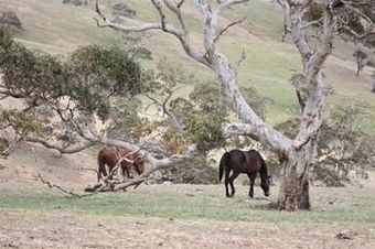 Agroturismo Morella Farm