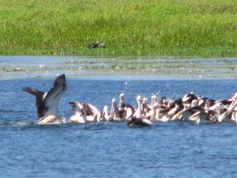Hotel Corroboree Park Tavern