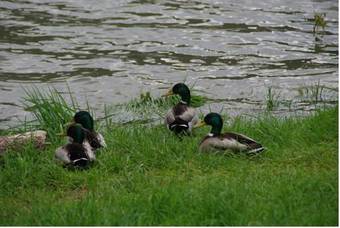 Apartamento Ferienwohnung Bacharach