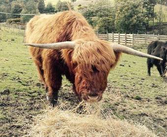 Agroturismo Eden Orchard & Farmstay