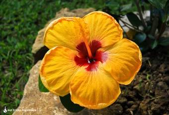 Hostal Fox & The Firefly Cottages