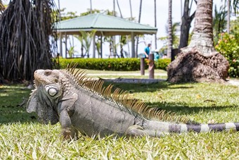 Barcel� Tambor Beach