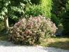 Cottage � La Jinoli�