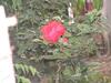 Troya Home Stay