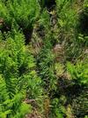 Apartamento Haus Bergblick