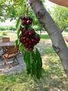 Sonora Desert Winery And Countryside B&B
