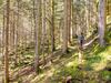 Pension Haus Wildbach