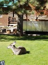 Motel Sourdough Lodge