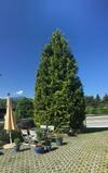 Apartamento Alpes - Valais - Au Chalet Les Roses