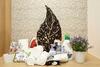 Apartamento Frontier 24 / Vacation Stay 5004