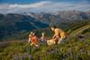 Treehouse H-104 - Wildernest