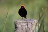 Apartamento Red Bishop - Birds, Beach & Beauty