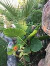 Agroturismo Caba�as De Madera Y Bungalows - Gilma�as 3