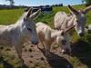 Agroturismo Turismo Rural El Piensu