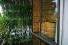 Apartamento Lotushomestayhanoi - Pagoda View 1