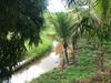 S�tio S�o Francisco, Natureza E Estrutura Completa
