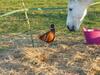 Bed & Breakfast Ancien Haras De La Tour