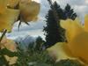 Happy Hill -appartamento Quercia