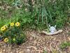 North Dome Homestead - "green" Mountain Luxury