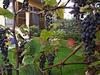 Bed & Breakfast Casacandi