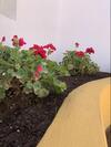 Encantador Apartamento-c�ntrico-con Amplio Jard�n