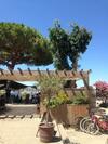Voilier A Quai Porquerolles