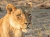 The River Lodge At Thornybush