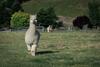 Agroturismo 1220 Gibbston Lodge