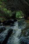Hotel Bamboo Creek Resort