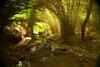 Hotel Bamboo Creek Resort