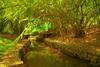Hotel Bamboo Creek Resort