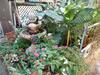 Cozy Garden